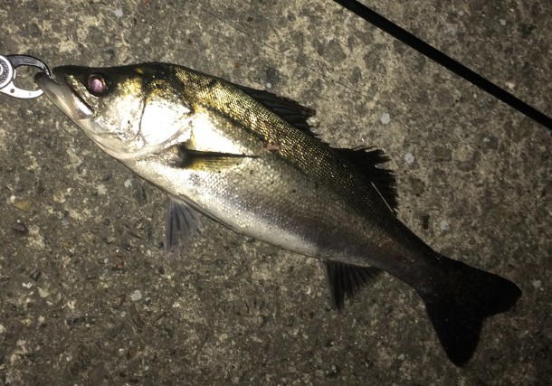 体高がすごいシーバス