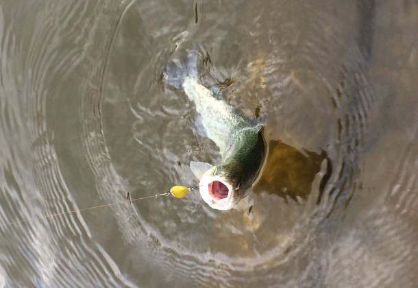 スプーンでもゲット