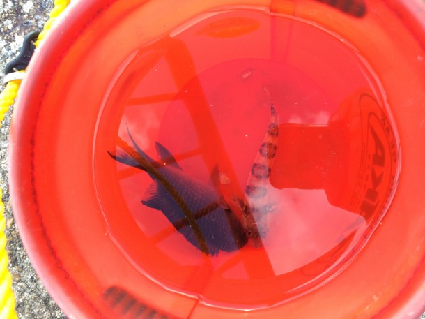 スズメダイイメージ