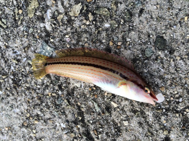 ちっちゃいベラ