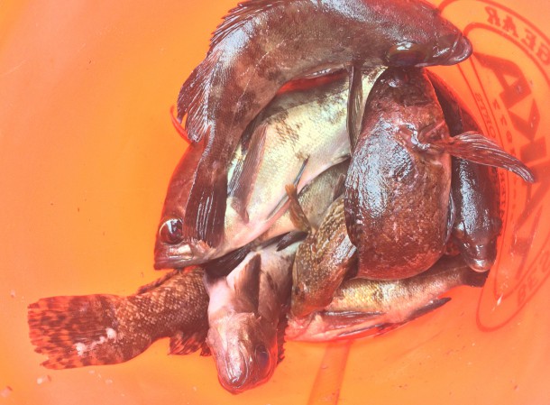 キープした根魚