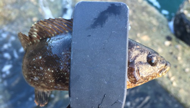 クジメのイメージ