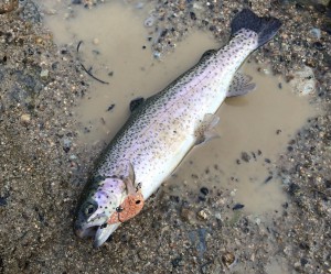 アンフェアでニジマス