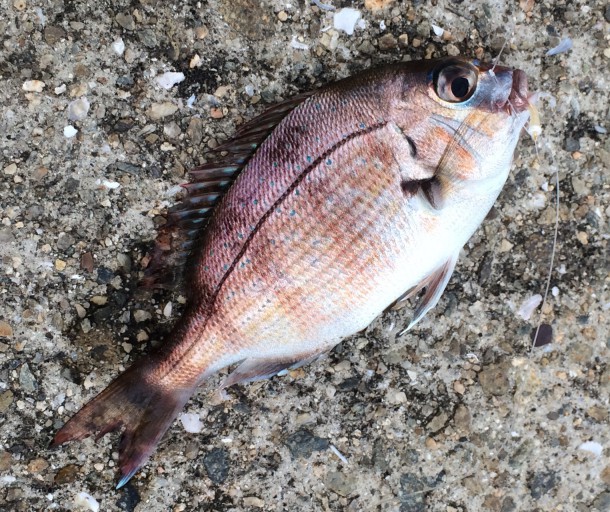 チャリコイメージ