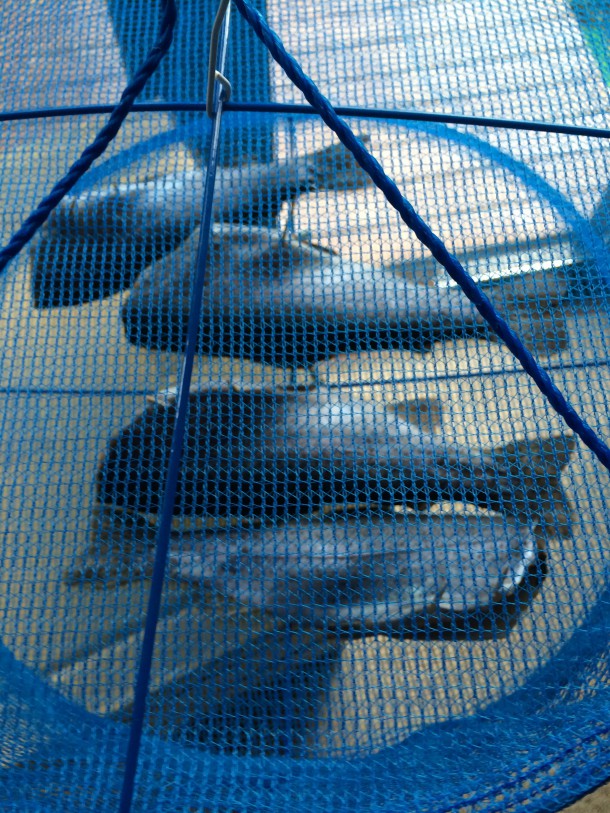 魚干し中