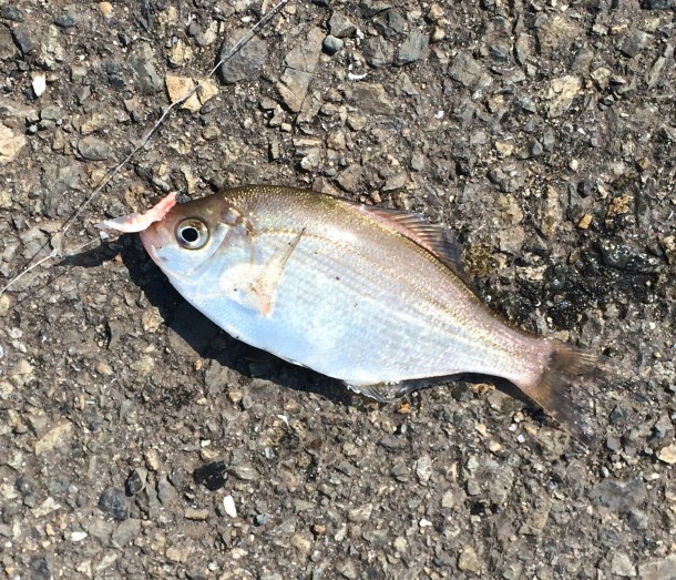 ウミタナゴイメージ