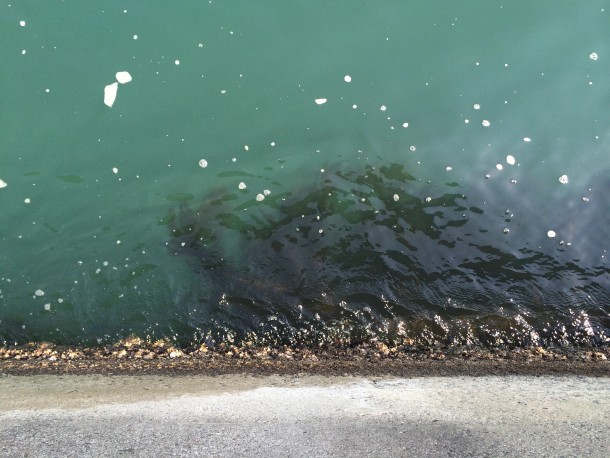 護岸に生えるワカメ