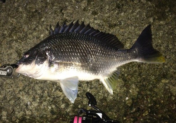 ナイスなキビレ