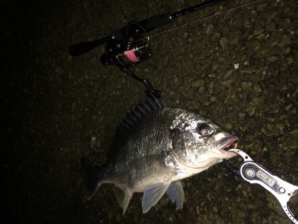 ズル引きコーンで釣ったキビレ