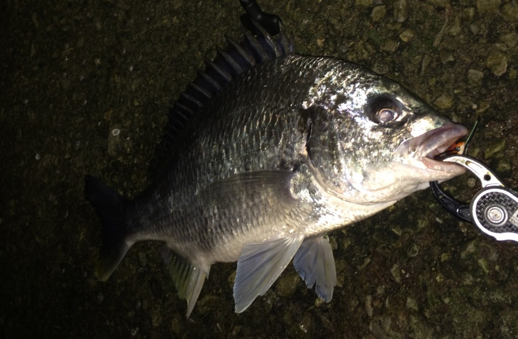 ラバージグでチヌ攻略