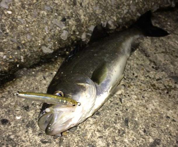 ワンダーで釣ったミニシーバス