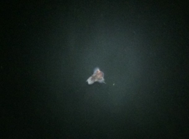 ミミイカ発見画像