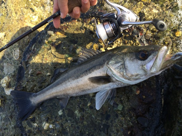 アジング用のワームでシーバス