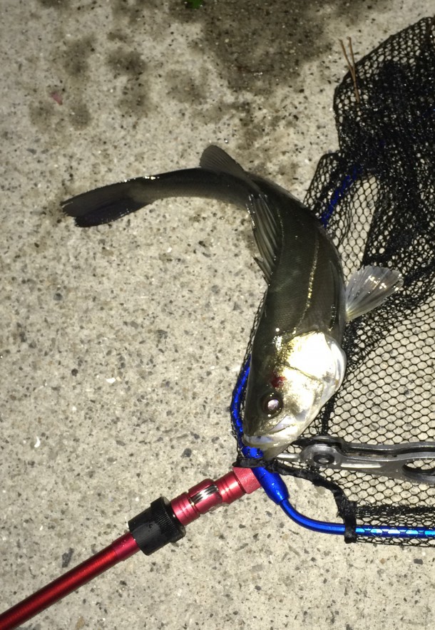 まあまあサイズのシーバス