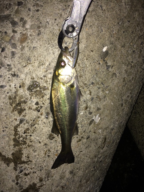 若干マシなチビシーバス