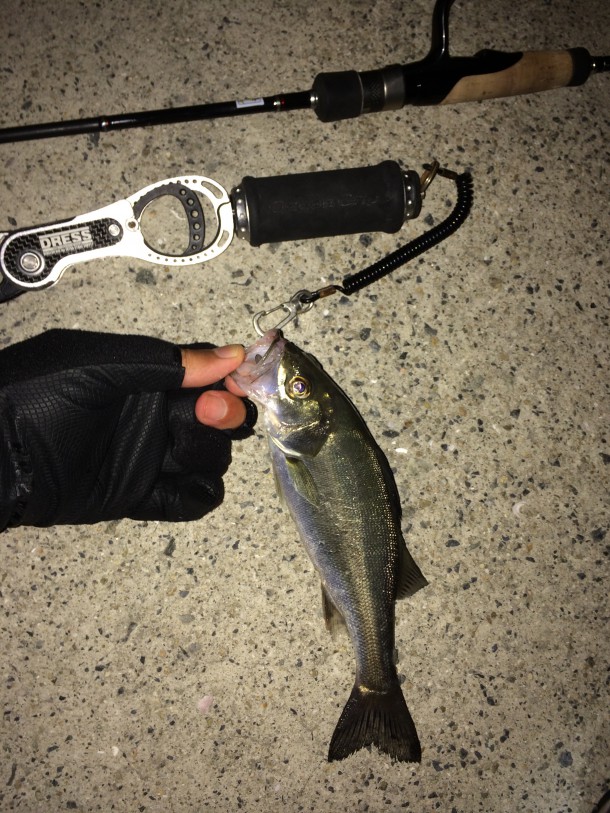 ものすごく小さいシーバス