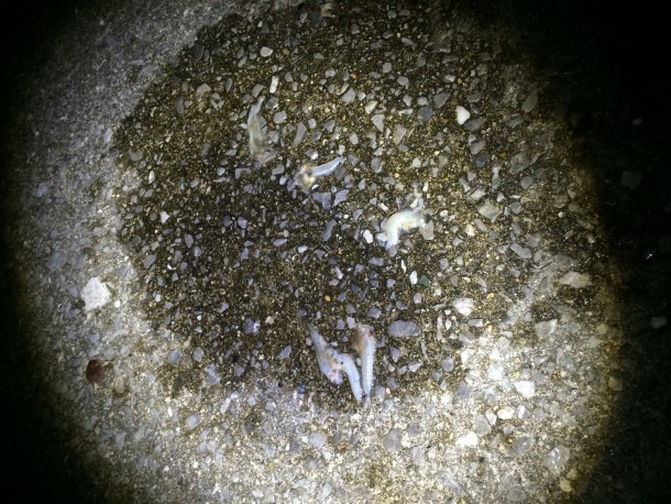 シーバスの吐いたベイト