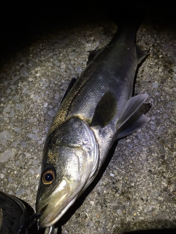 シーバスナイスサイズ