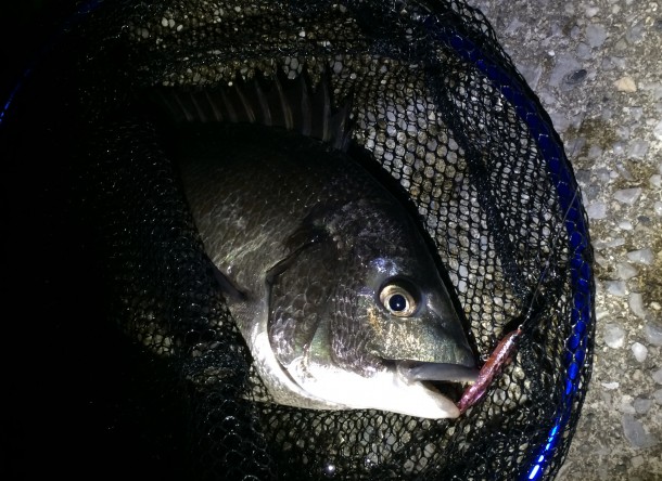 ルアーを咥えるクロダイ