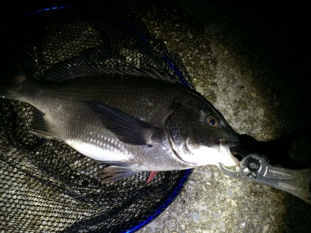 夜釣りで釣った黒鯛