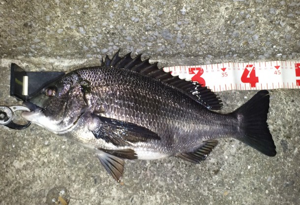 クロダイの画像