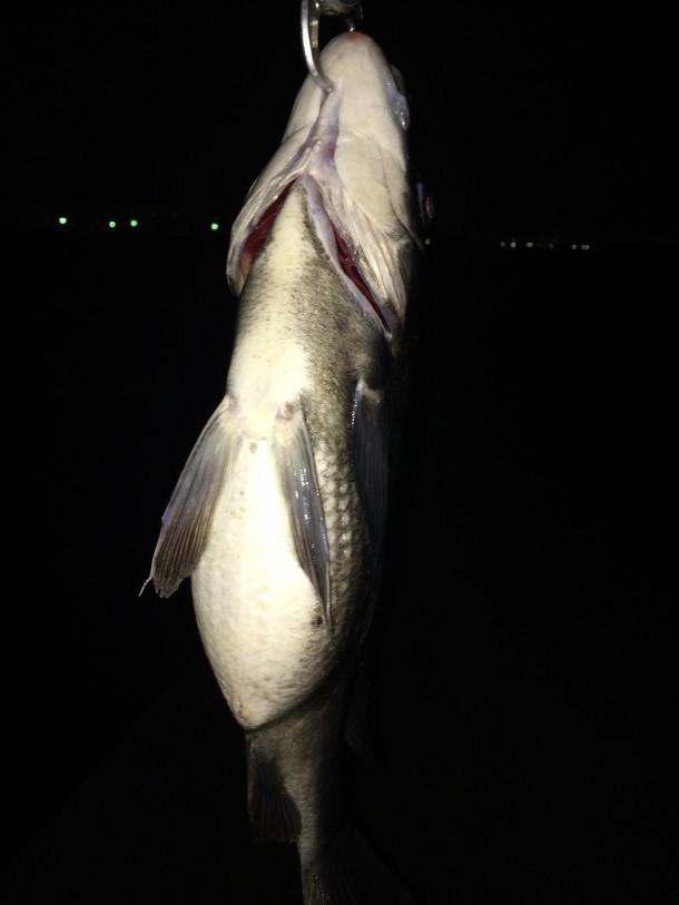 クロダイのお腹