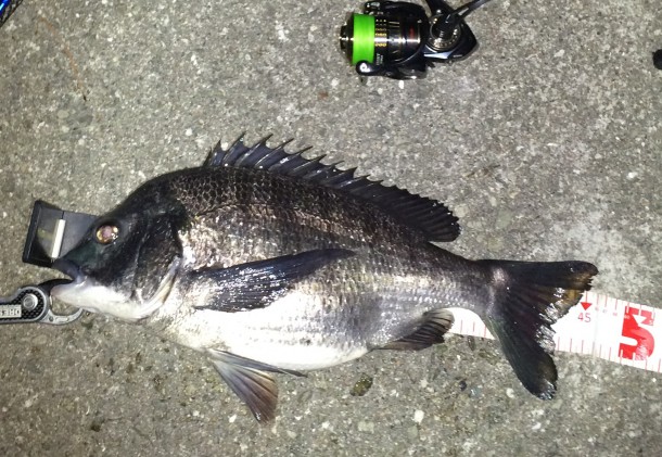 のっこみチヌイメージ