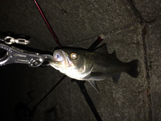 シーバスの画像