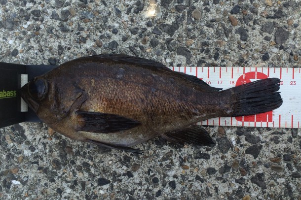 22センチのメバル