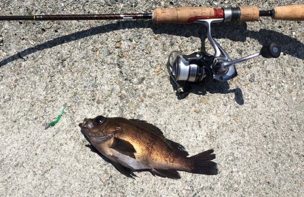 メバルイメージ