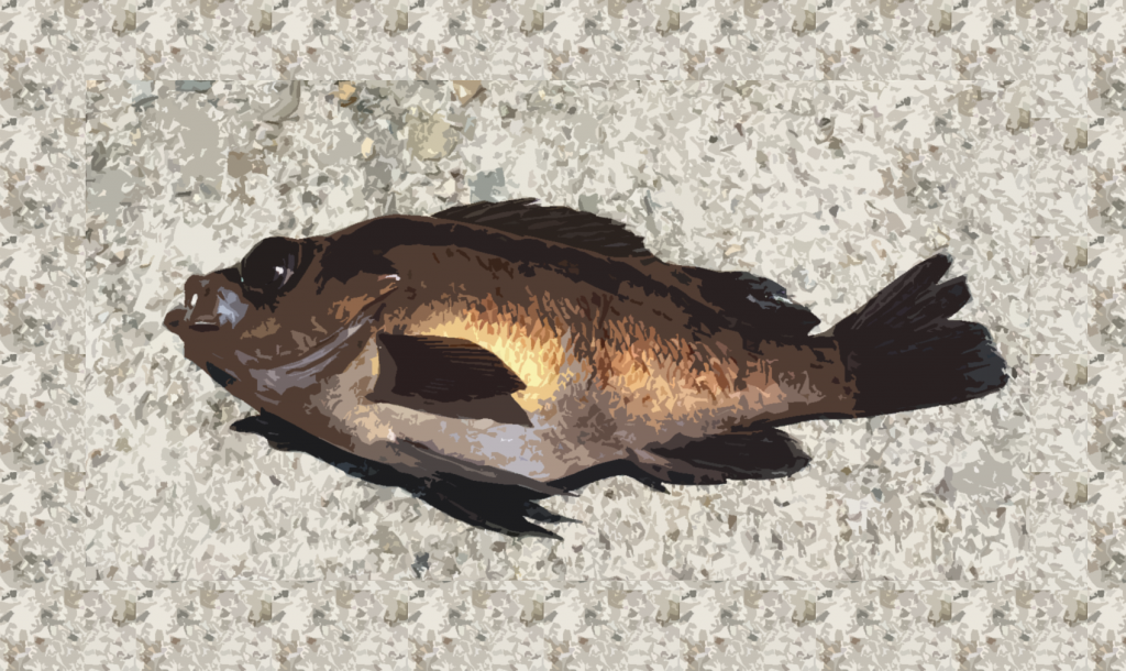 メバルイメージ