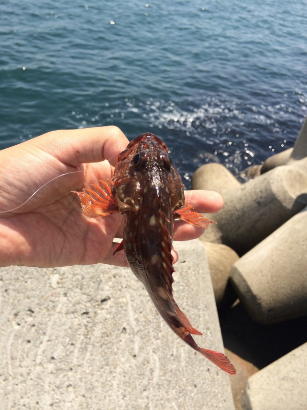 ガシライメージ