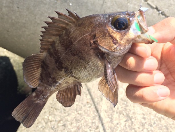 メバルゲット画像