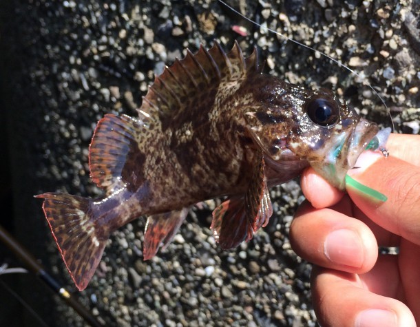 ちっちゃいソイ