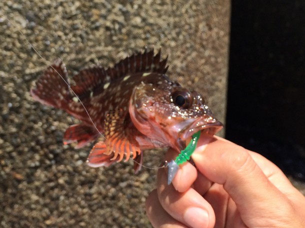 ガシライメージ