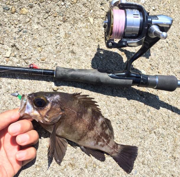 ナイスサイズのメバル