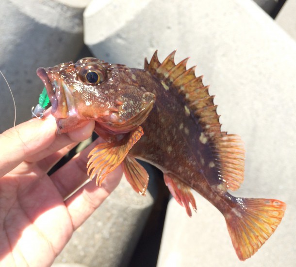 ガシラ入れ食い