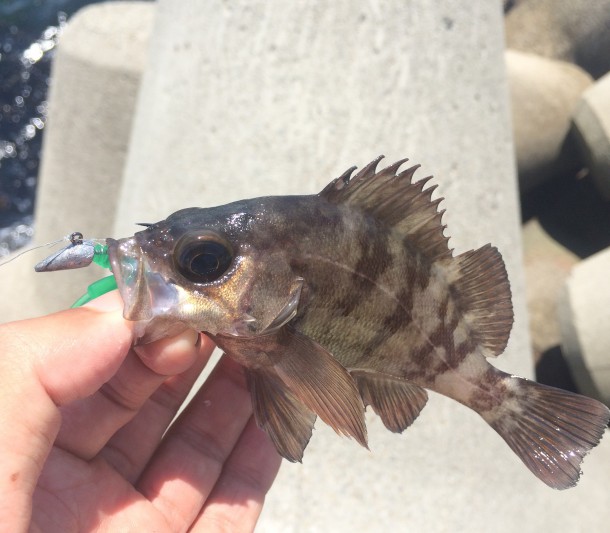 アベレージのメバル