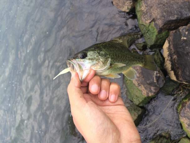 ライトワインドでバス釣り