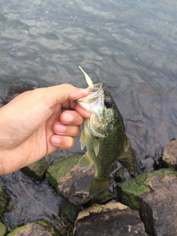 ライトワインドでバス釣り