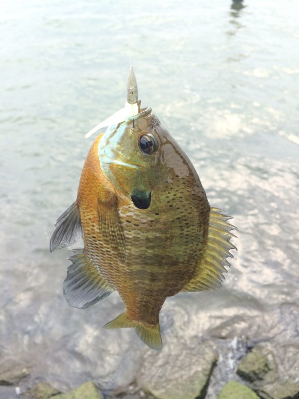 ブルーギルも