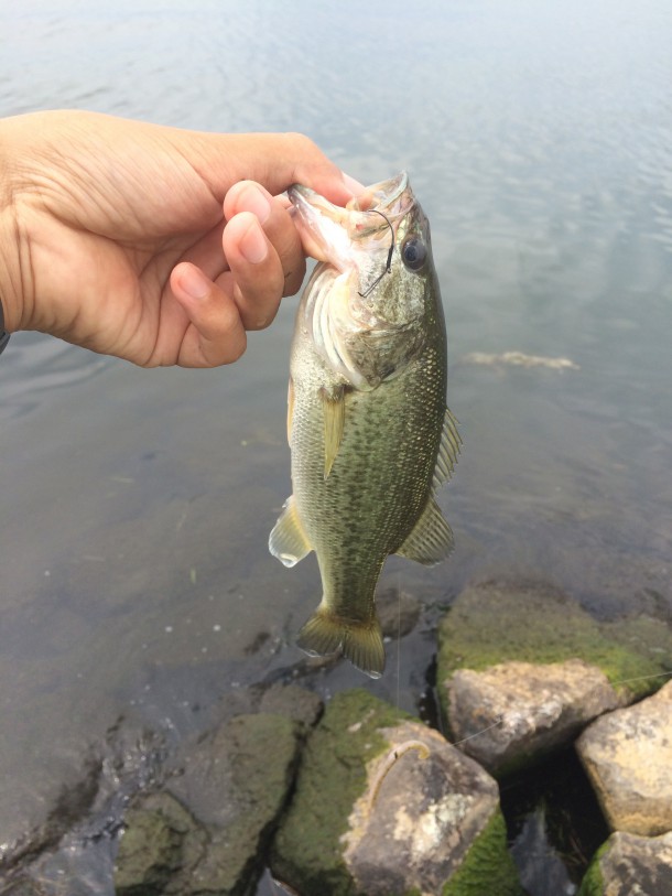 フリックシェイクでバスゲット