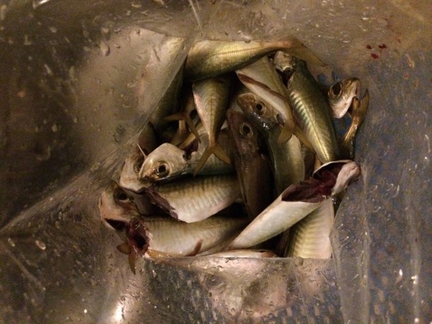 捌き終わったアジ