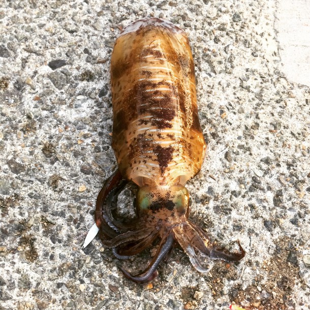 アオリイカイメージ