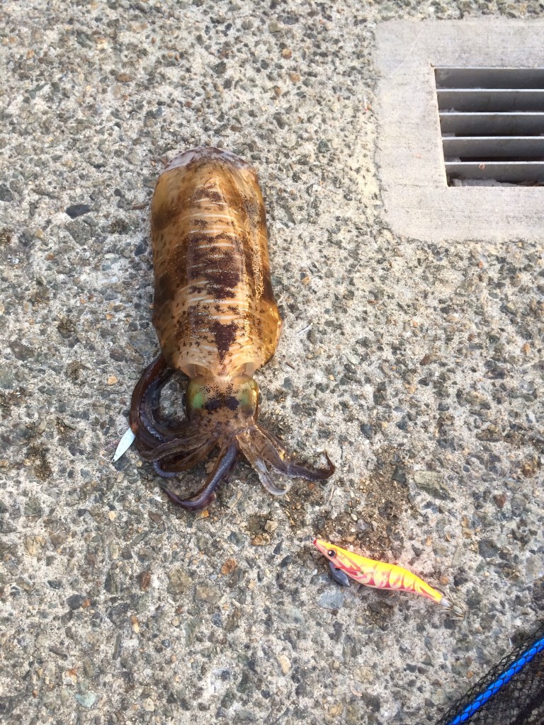 アオリイカ画像