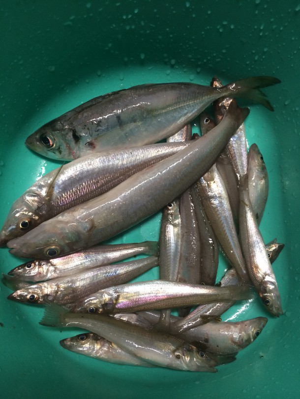 深日漁港の釣果