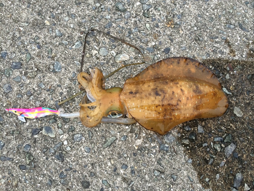 春のアオリイカ完全攻略マニュアル