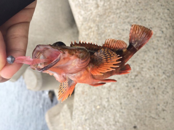 ガシラの仕掛け