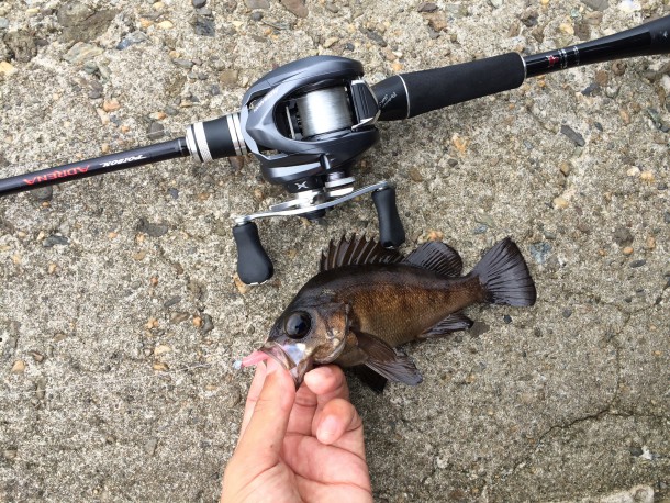 ベイトフィネスでメバル