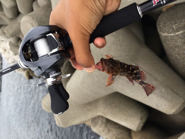 ガシラ釣りタックル